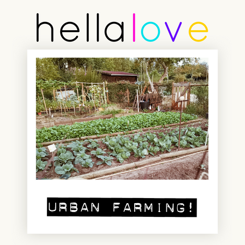 hellalove Urban Farming!